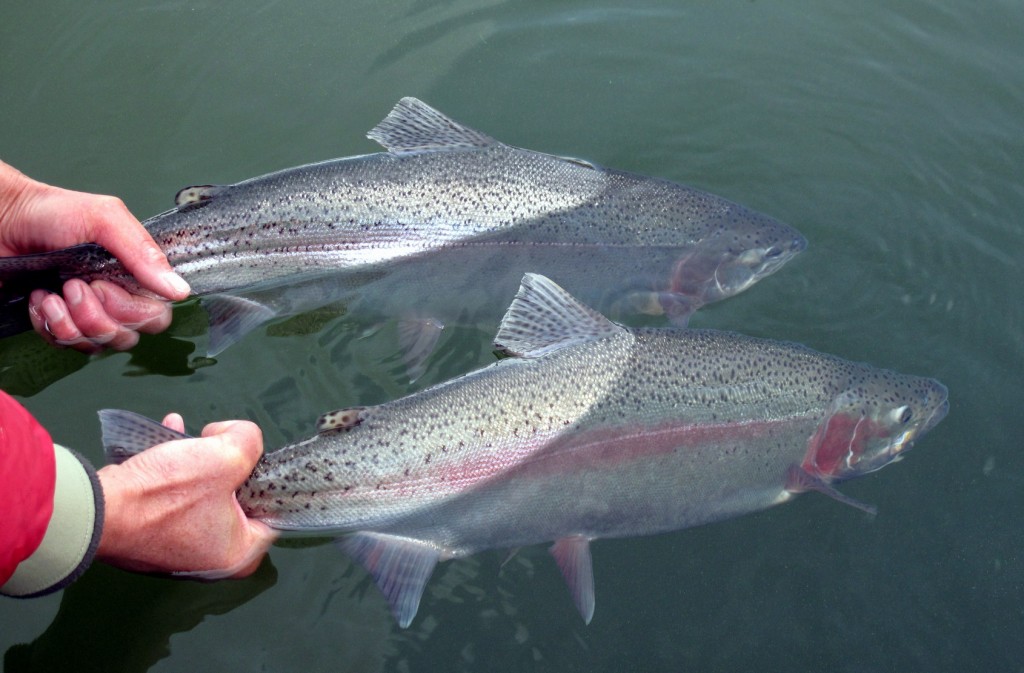 Calgary Fly Fishing Show Riseform Flyfishing Ventures BLOG