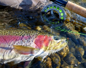 Early Spring wild rainbow