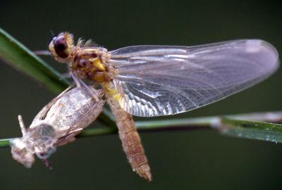 Dragonfly Emerging Libelluid Adult
