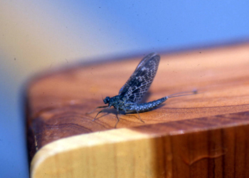 Mayfly callibaetis dun