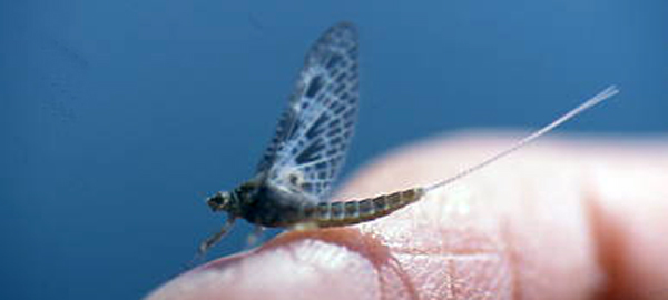 Mayfly Callibaetis Spinner